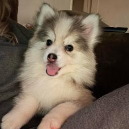 Tinsel - Gray and white female Pomsky puppy in La Verne, California from Red Cedar Pomskies