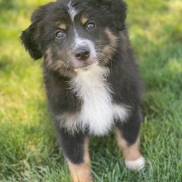 Australian Shepherd, Miniature Australian Shepherd, and Toy Australian Shepherd Puppies from Brushy Creek Aussies & Mini Aussies