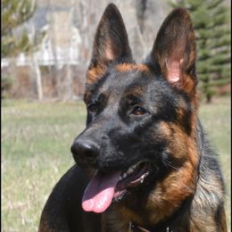 Pele - German Shepherd