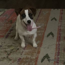 Beretta  - Jack Russell Terrier