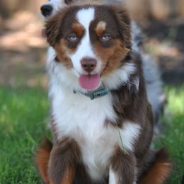 STELLA - Red tri female Toy Australian Shepherd puppy in Bixby, Oklahoma from Roeboat Aussies