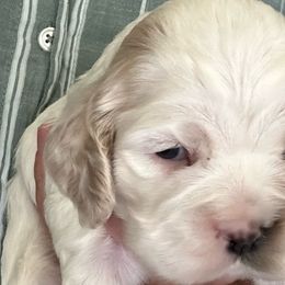 Girl 1 - Black and white female Cocker Spaniel puppy in Spotsylvania, Virginia from Wilkshire Farm