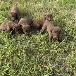 Male 1 - Brown male Chesapeake Bay Retriever puppy in Jacobson, Minnesota from Ball Bluff Kennel
