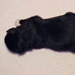 Miniature Australian Shepherd Puppies from Garay Mini Aussies