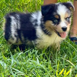 Buzz - Blue merle male Miniature Australian Shepherd puppy in Patterson, North Carolina from DreamLine Aussies