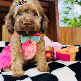 CLEO - Cafe au lait female Maltipoo puppy in Sugar Land, Texas from Celebrity Maltipoos