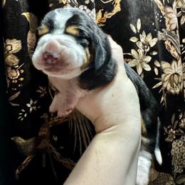 Princess - Black brown and white female Basset Hound puppy in Bellaire, Ohio from Blessed Bassets