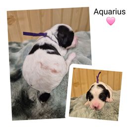 Aquarius - Black and white female Springerdoodle puppy in Freeland, Michigan from McNally's Springer Spaniels