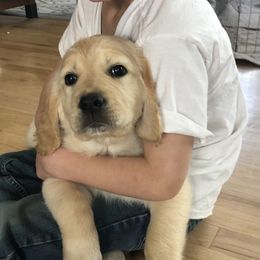 Goldendoodle Puppies from Kellee's Goldendoodles