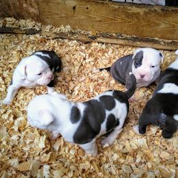 American Bully Puppies from Bolt Action Kennel