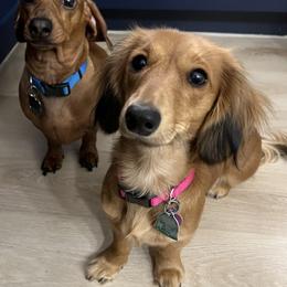 Dachshunds from BTX Dachshunds
