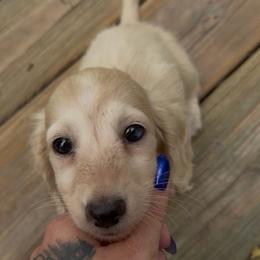 GIRL 1 DO NOT SUBMIT APPLICATION UNLESS SERIOUS - Cream female Dachshund puppy in Wisconsin from Sabe and Shabe’s Doxies