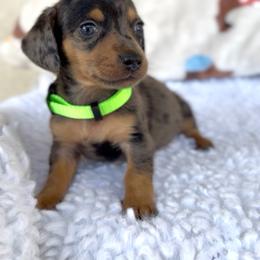 Boy 3 - Dapple male Dachshund puppy in Bakersfield, California from KC Doxies