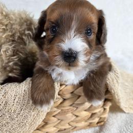 Sable - Sable female Aussiedoodle puppy in Haleyville, Alabama from The Cuddly Dood Ranch