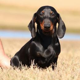 Louie - Black and tan male Dachshund puppy in Red Bud, Illinois from Midwest Miniature Dachshunds