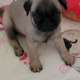 Fawn - Fawn female Pug puppy in Humble, Texas from Rick Barrera Pugs