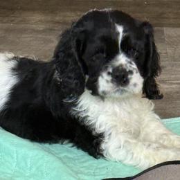 Waylon - male Cocker Spaniel puppy in Mico, Texas from Stonegate Cocker Spaniels