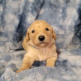 Boy 3 purple - Apricot male Goldendoodle puppy in Blountsville, Alabama from Southern Charm Goldendoodles