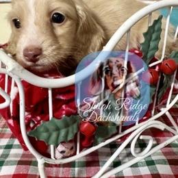 Eddy - Cream male Dachshund puppy in Adamsville, Tennessee from Shiloh Ridge Dachshunds