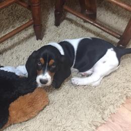 Basset Hounds from Palmtree Bassets