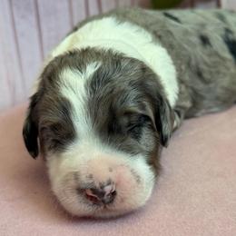 Poppy - Blue merle female Bernedoodle puppy in Toledo, Ohio from Avery Doodle Day LLC