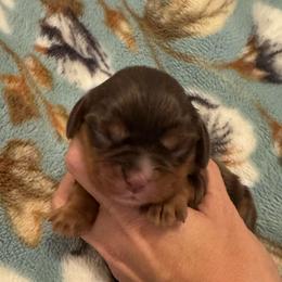 Cyrene - Chocolate female Cavalier King Charles Spaniel puppy in Mount Dora, Fl, Florida from Breezy Palms Cavaliers