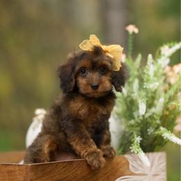 Rory - Sable female Cockapoo puppy in Deming, Washington from Heavenly Puppies to Love