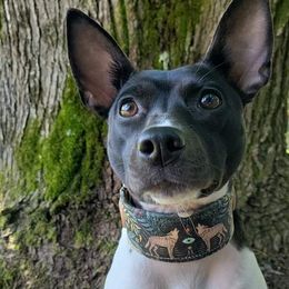 Rat Terriers from Cryptic Rat Terriers