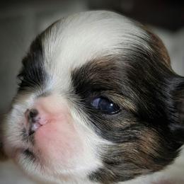 Sporty - Black and white female Shih Tzu puppy in Lostant, Illinois from Bella's Babies
