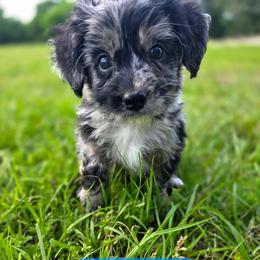 Brook - male Cavapoochon puppy in Bullard, Texas from Cavapoochon Central LLC