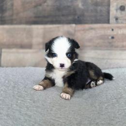 E - Black tri male Miniature Australian Shepherd puppy in Killen, Alabama from Wilkers Wholehearted Mini Aussies