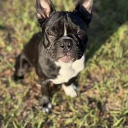 Boston Terrier Puppies from Angela Pierce