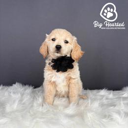 Storm - White female Companion Cross puppy in Utah County, Utah from Big Hearted Breeders
