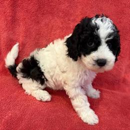 Oregano - male Cavapoochon puppy in North Lawrence, Ohio from Liberty Pups