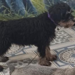 Glitter - Black and silver female Miniature Schnauzer puppy in Ogema, Minnesota from Belinda Donley's Miniature Schnauzer