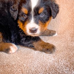 Bernedoodle, Bernese Mountain Dog, and Siberian Husky Puppies from Timberline Paws