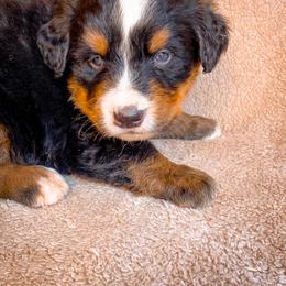 Bernedoodle, Bernese Mountain Dog, and Siberian Husky Puppies from Timberline Paws
