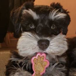 Miniature Schnauzers from Snanzzy Minature Schnauzers