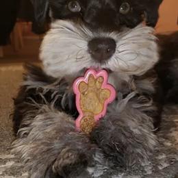 Miniature Schnauzers from Snanzzy Minature Schnauzers