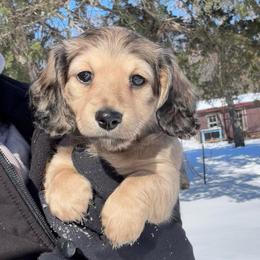 Gina - Cream female Dachshund puppy in Mc Alester, Oklahoma from A Anchor Farm