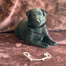 Girl 2 - Black German Shepherd puppy in Riverside, California from Von Der Sagobi