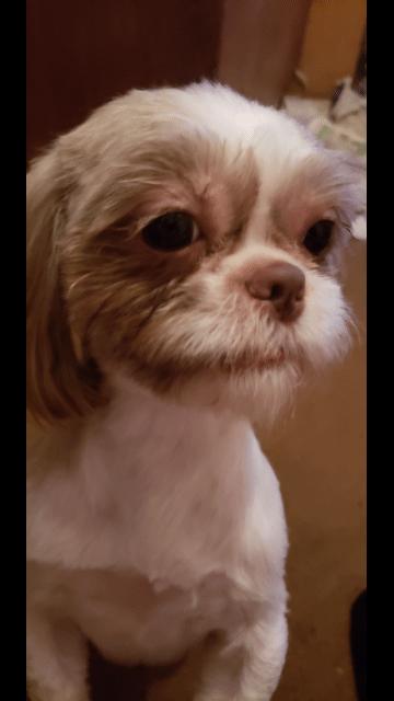 Gizmo
