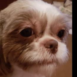 Gizmo - Shih Tzu