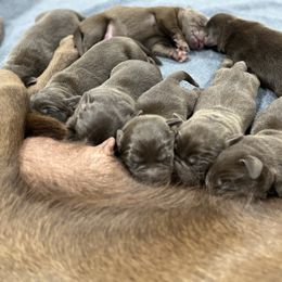 Dilute Retriever and Labrador Retriever Puppies from CKB Labradors