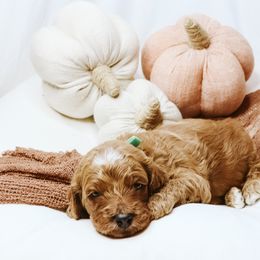 Harvest - Red  male Goldendoodle puppy in Georgia from Mother of Golden Doodles