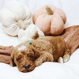 Harvest - Red  male Goldendoodle puppy in Georgia from Mother of Golden Doodles