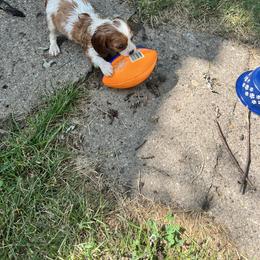 Cavalier King Charles Spaniel Puppies from SHANNON'S CAVALIERS