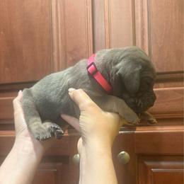 Pink collar - Blue female Great Dane puppy in Ider, Alabama from Sand Mountain Danes LLC