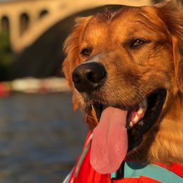 Golden Retrievers from Smokingold Retreivers