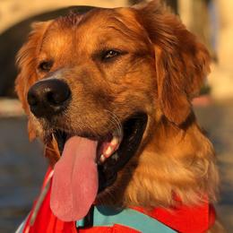 Golden Retrievers from Smokingold Retreivers